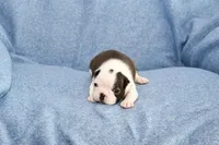 Walt, a male Boston Terrier for sale in Hominy, OK – 6 of 10