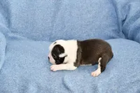 Walt, a male Boston Terrier for sale in Hominy, OK – 4 of 10