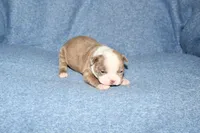 Heather, a female Boston Terrier for sale in Hominy, OK – 2 of 10