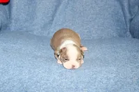 Heather, a female Boston Terrier for sale in Hominy, OK – 4 of 10