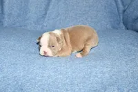 Heather, a female Boston Terrier for sale in Hominy, OK – 5 of 10
