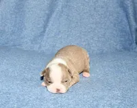 Heather, a female Boston Terrier for sale in Hominy, OK – 3 of 10