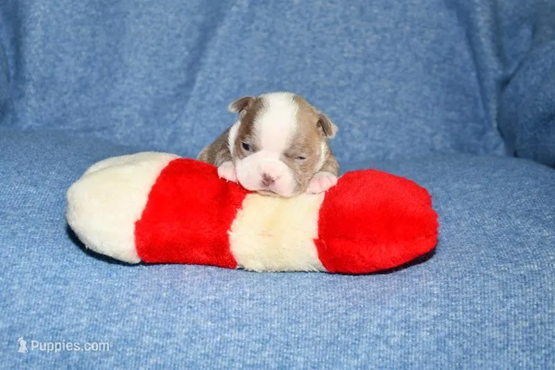 Heather – Boston Terrier puppy for sale in Hominy, OK