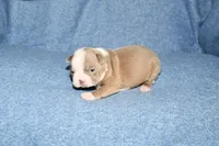 Heather, a female Boston Terrier for sale in Hominy, OK – 8 of 10