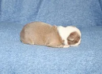Heather, a female Boston Terrier for sale in Hominy, OK – 7 of 10