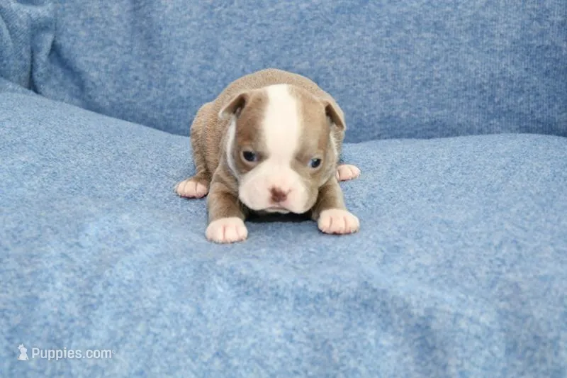 Heather – Boston Terrier puppy for sale in Hominy, OK