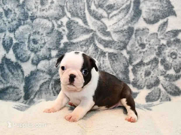 Walt – Boston Terrier puppy for sale in Hominy, OK