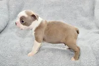 Ryan, a male Boston Terrier for sale in Hominy, OK – 5 of 10