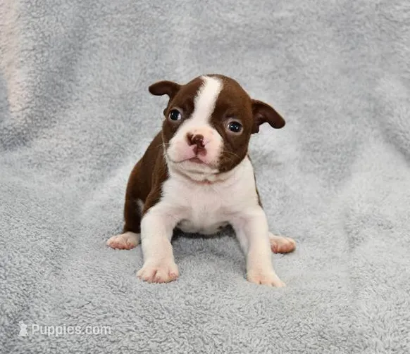 Charlie – Boston Terrier puppy for sale in Hominy, OK