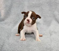 Charlie, a male Boston Terrier for sale in Hominy, OK – 1 of 10