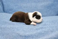 Charle, a male Boston Terrier for sale in Hominy, OK – 8 of 10