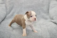 Ryan, a male Boston Terrier for sale in Hominy, OK – 4 of 10