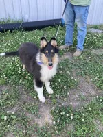 East, a male Collie for sale in Guntersville, AL – 2 of 9