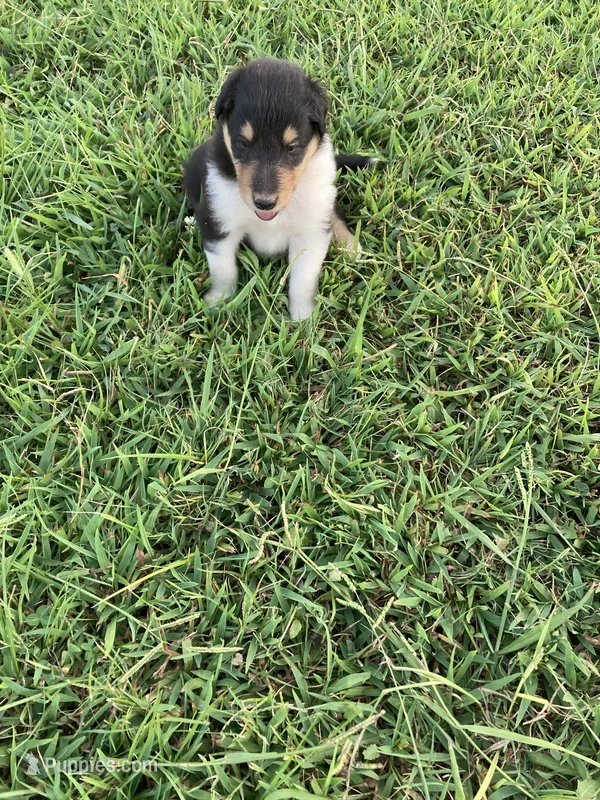 Felix – Collie puppy for sale in Guntersville, AL