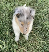 Forrest, a male Collie for sale in Guntersville, AL – 3 of 9