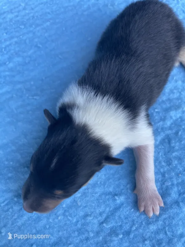Fletch – Collie puppy for sale in Guntersville, AL