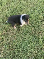 Fletch, a male Collie for sale in Guntersville, AL – 4 of 9