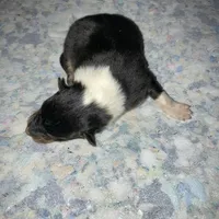 East, a male Collie for sale in Guntersville, AL – Photo 8 of 9