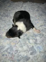 processed/41613500-7196-4cec-8b93-f33656dfd3aa/listing/33cb6322-fd2c-475b-a249-90b1217288b8/0411f1d1-c6ae-4772-a69e-7fd389b91c54