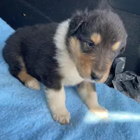 East, a male Collie for sale in Guntersville, AL – Photo 4 of 9