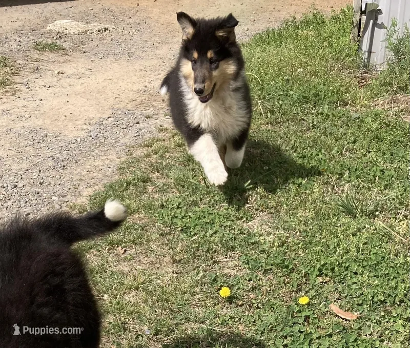 East – Collie puppy for sale in Guntersville, AL