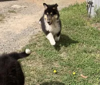 East, a male Collie for sale in Guntersville, AL – Photo 1 of 9