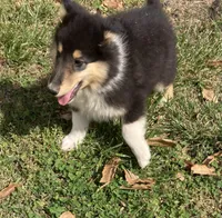 East, a male Collie for sale in Guntersville, AL – Photo 2 of 9