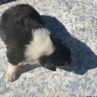 East, a male Collie for sale in Guntersville, AL – Photo 7 of 9