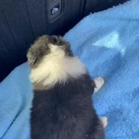 East, a male Collie for sale in Guntersville, AL – Photo 5 of 9