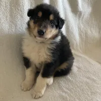 East, a male Collie for sale in Guntersville, AL – Photo 3 of 9