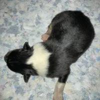 East, a male Collie for sale in Guntersville, AL – Photo 9 of 9