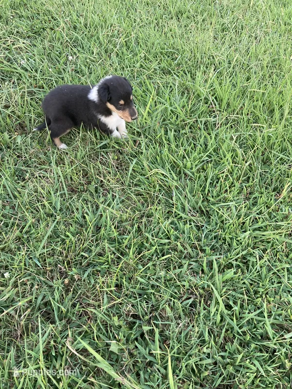 Felix – Collie puppy for sale in Guntersville, AL