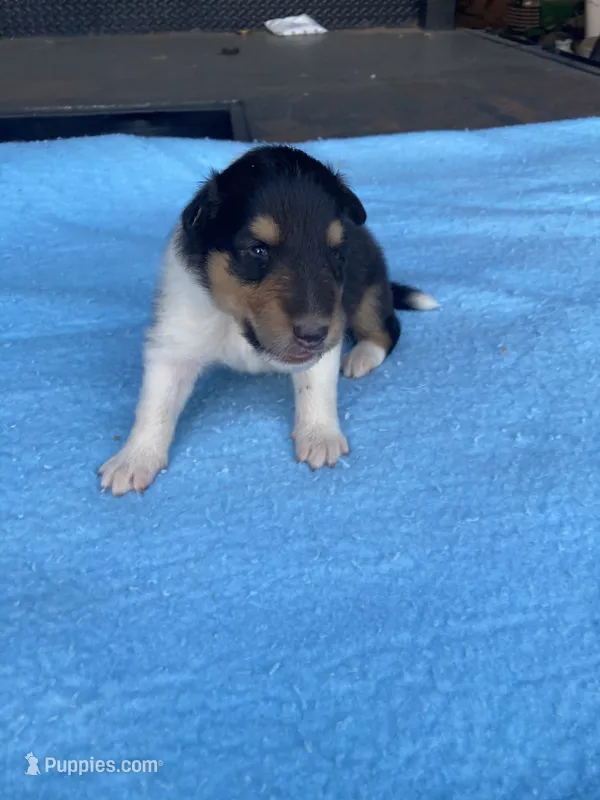 Fletch – Collie puppy for sale in Guntersville, AL