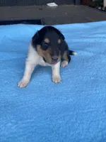 Fletch, a male Collie for sale in Guntersville, AL – 6 of 9