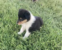 Felix, a male Collie for sale in Guntersville, AL – 2 of 9