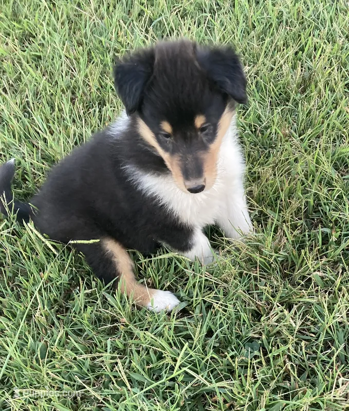 Felix – Collie puppy for sale in Guntersville, AL