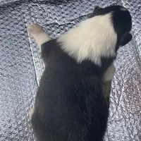 Ellen, a female Collie for sale in Guntersville, AL – Photo 9 of 10