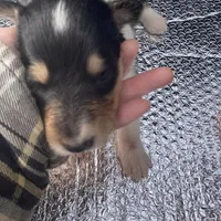 Ellen, a female Collie for sale in Guntersville, AL – Photo 8 of 10