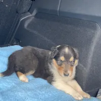 Ellen, a female Collie for sale in Guntersville, AL – Photo 5 of 10