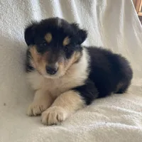 Ellen, a female Collie for sale in Guntersville, AL – Photo 4 of 10