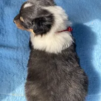 Ellen, a female Collie for sale in Guntersville, AL – Photo 7 of 10