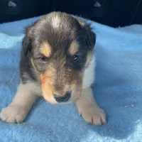 Ellen, a female Collie for sale in Guntersville, AL – Photo 6 of 10