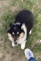 Ellen, a female Collie for sale in Guntersville, AL – Photo 2 of 10