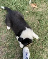 Ellen, a female Collie for sale in Guntersville, AL – Photo 3 of 10