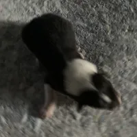 Ellen, a female Collie for sale in Guntersville, AL – Photo 10 of 10