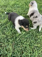Fletch, a male Collie for sale in Guntersville, AL – 5 of 9