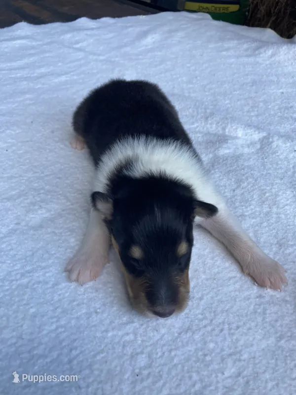 Fletch – Collie puppy for sale in Guntersville, AL