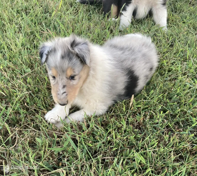 Forrest – Collie puppy for sale in Guntersville, AL