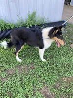 Emry, a male Collie for sale in Guntersville, AL – 2 of 10