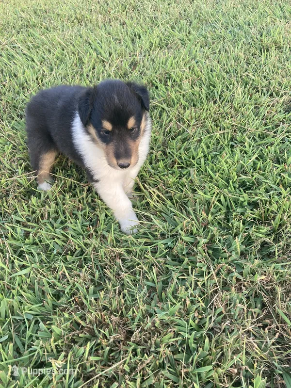 Fletch – Collie puppy for sale in Guntersville, AL
